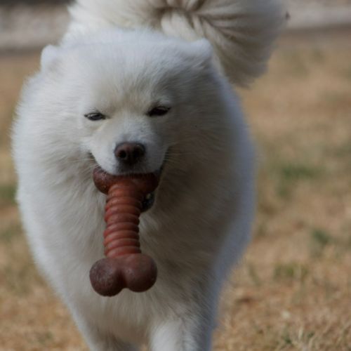 Pomsky mini #4