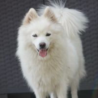 Pomsky mini