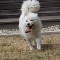 Pomsky mini #3