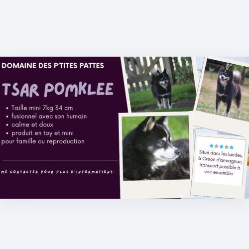 Reproducteur pomklee 3ans ou pour famille