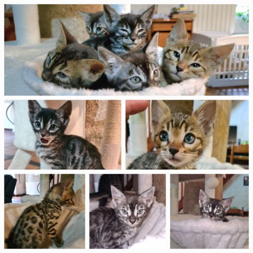 3 femelles et 2 males bengal nés le 14/03/2026