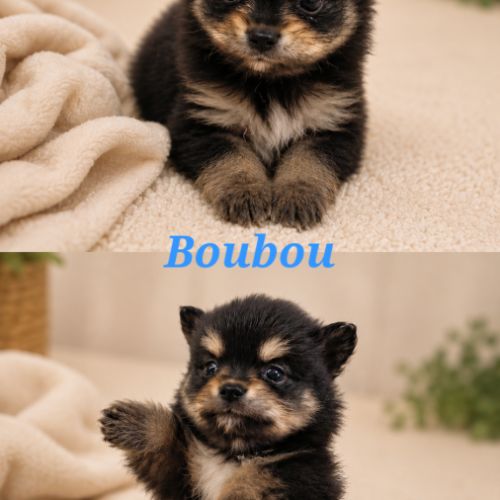 Chiots pomchi #1