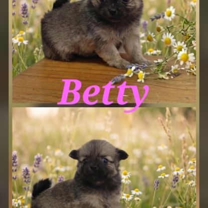 Chiots pomchi #2