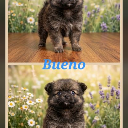 Chiots pomchi