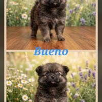 Chiots pomchi