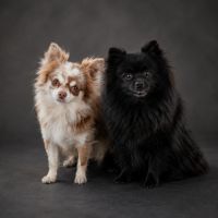 Chiots pomchi #4