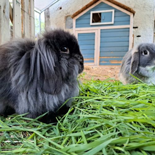 Bébés lapins nains bélier × minilop