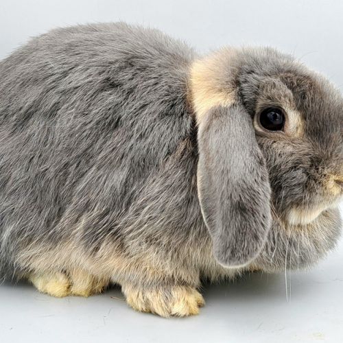Bébés lapins nains bélier × minilop #2
