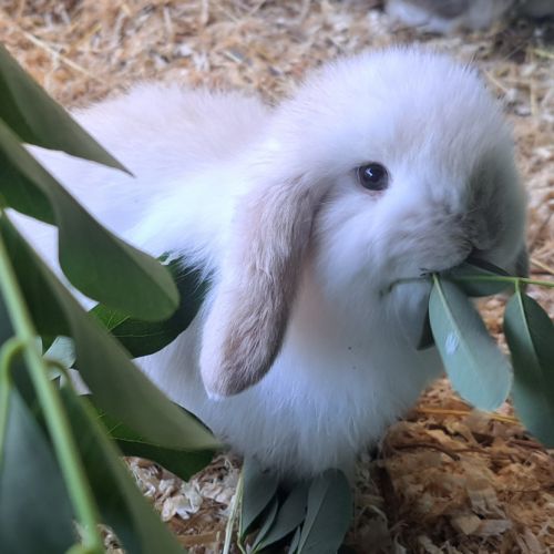 Bébés lapins nains bélier × minilop #5