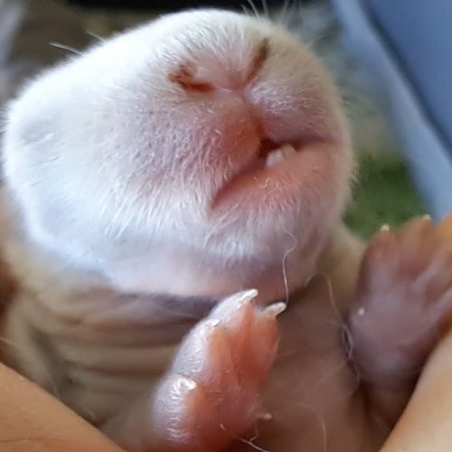 Bébés lapins nains bélier × minilop #6