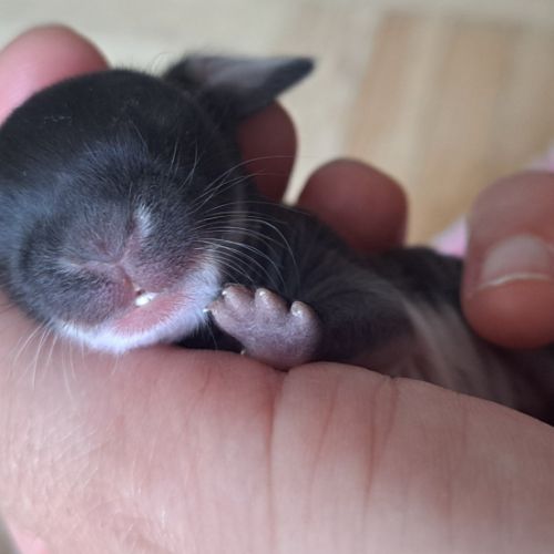 Bébés lapins nains bélier × minilop #9