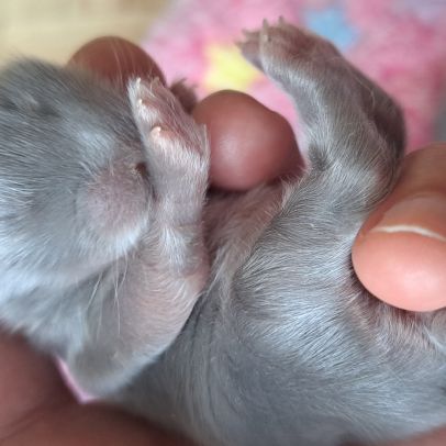 Bébés lapins nains bélier × minilop #10
