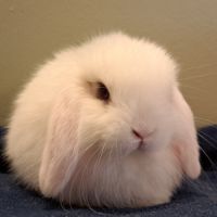 Bébés lapins nains bélier × minilop #3