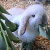 Bébés lapins nains bélier × minilop #5