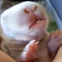 Bébés lapins nains bélier × minilop #6