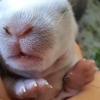 Bébés lapins nains bélier × minilop #7