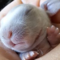 Bébés lapins nains bélier × minilop #8