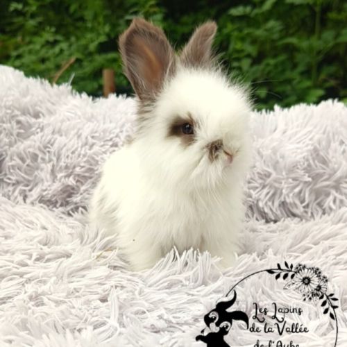 Bébés lapins angora anglais #1