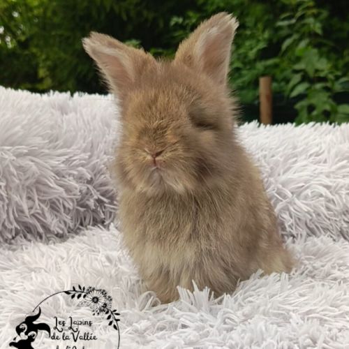 Bébés lapins angora anglais #2