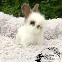 Bébés lapins angora anglais #1