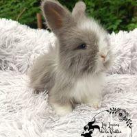 Bébés lapins angora anglais