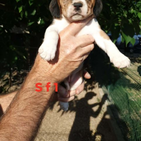 Chiots beagle lof #1