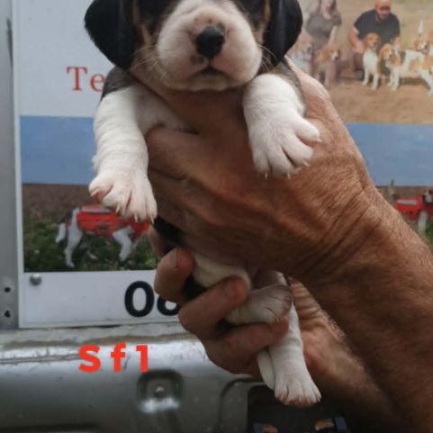 Chiots beagle lof #0