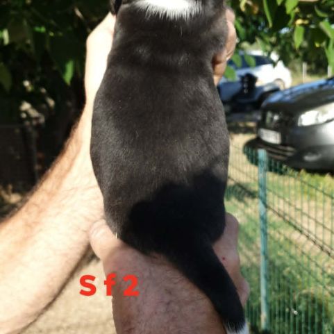 Chiots beagle lof #3