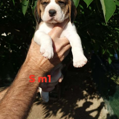 Chiots beagle lof
