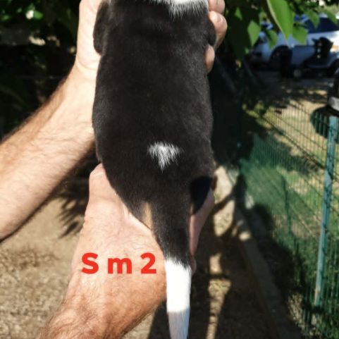 Chiots beagle lof #7