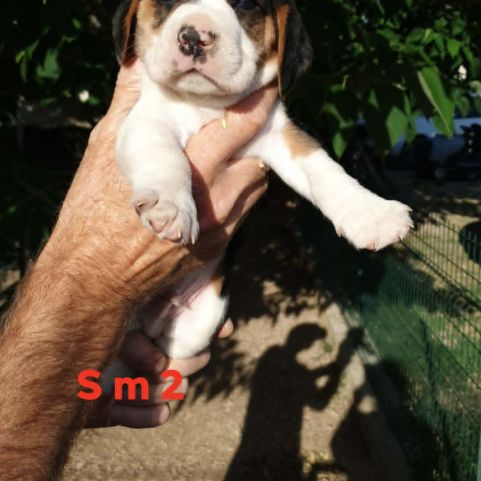 Chiots beagle lof #8
