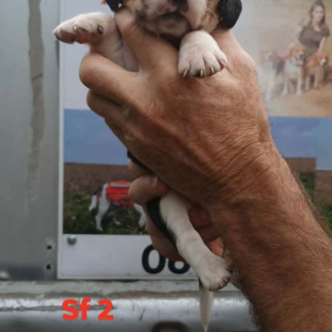 Chiots beagle lof #2