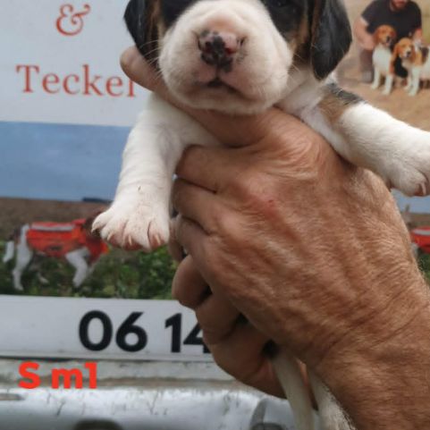 Chiots beagle lof #3