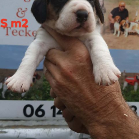 Chiots beagle lof #4