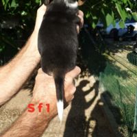 Chiots beagle lof #2