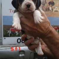 Chiots beagle lof