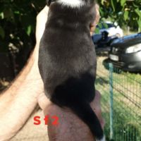 Chiots beagle lof #3