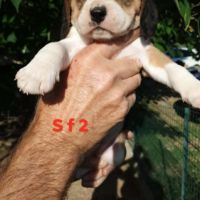 Chiots beagle lof #4