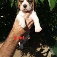 Chiots beagle lof
