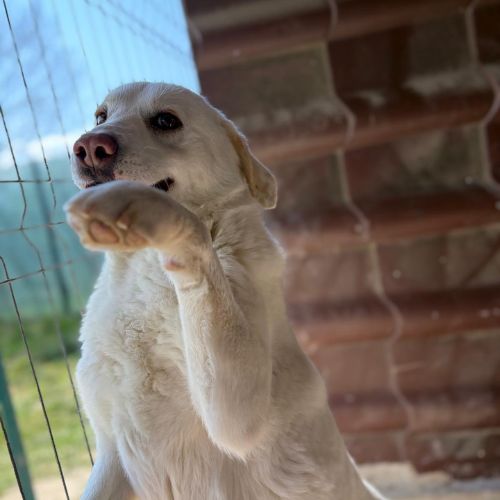 Alba la labrador #4