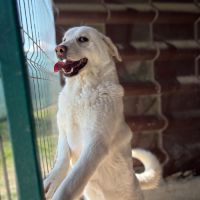 Alba la labrador #2