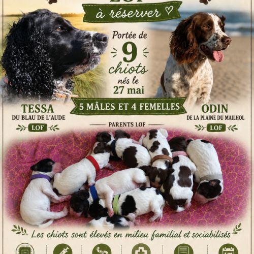 Chiots english springer spaniel