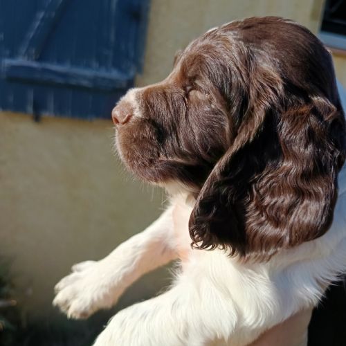 Chiots english springer spaniel #3