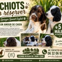 Chiots english springer spaniel