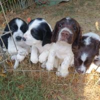 Chiots english springer spaniel #2
