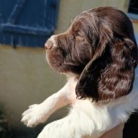 Chiots english springer spaniel #3