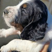 Chiots english springer spaniel #4