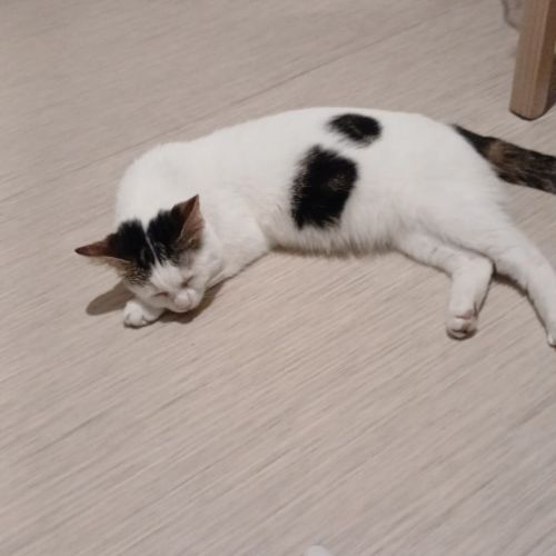 Chatte stérilisée et pucée à adopter #1