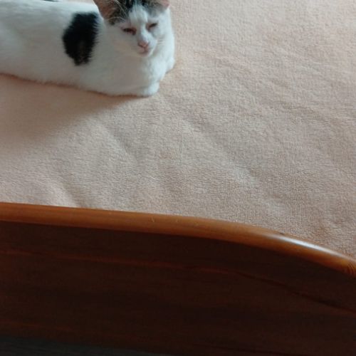 Chatte stérilisée et pucée à adopter #3