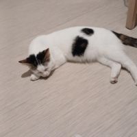 Chatte stérilisée et pucée à adopter #1